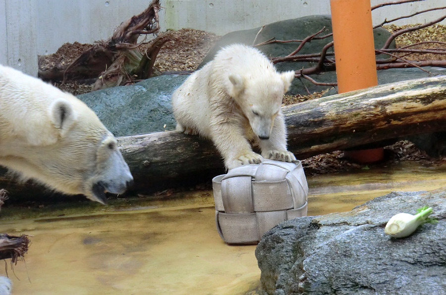 Eisbärin VILMA und Eisbärmädchen ANORI am 7. Juli 2012 im Zoo Wuppertal