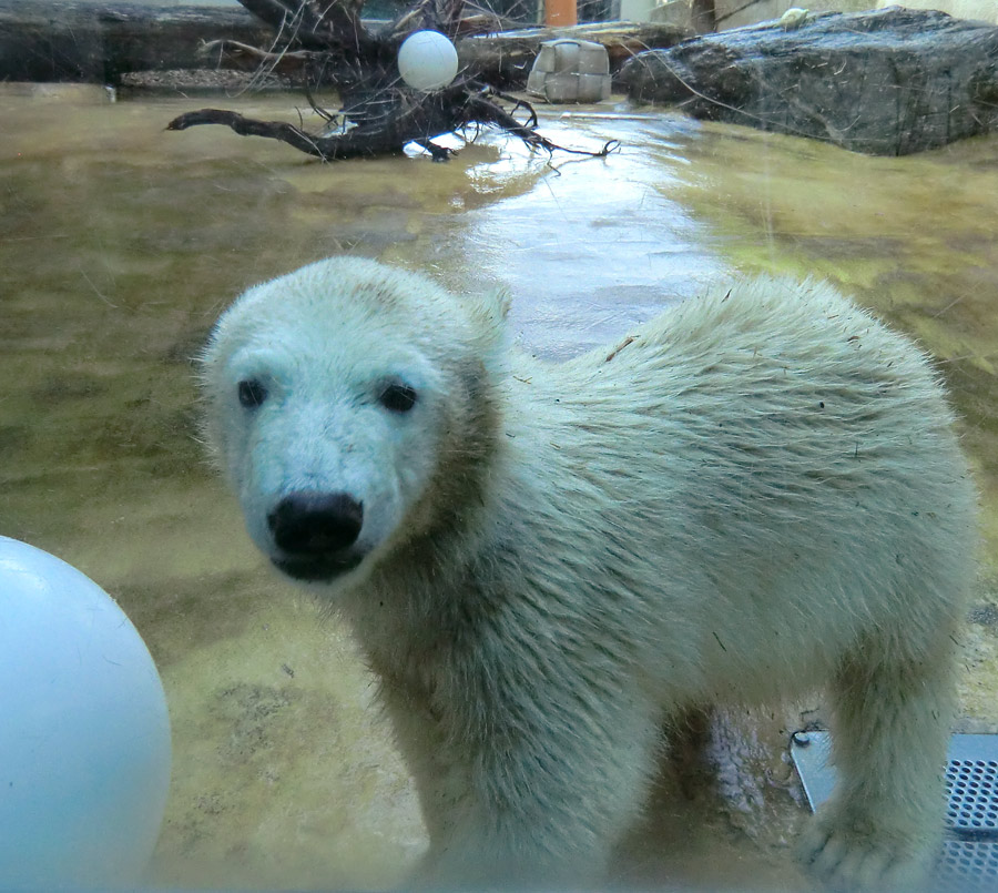 Eisbärmädchen ANORI am 7. Juli 2012 im Zoologischen Garten Wuppertal