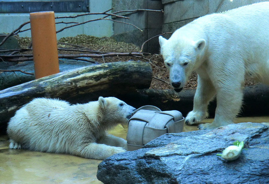 Eisbärmädchen ANORI und Eisbärin VILMA am 7. Juli 2012 im Wuppertaler Zoo