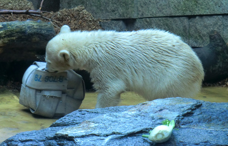 Eisbärmädchen ANORI am 7. Juli 2012 im Zoo Wuppertal