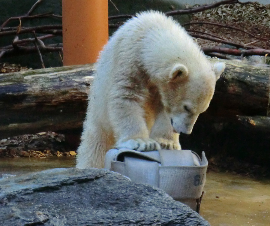 Eisbärmädchen ANORI am 7. Juli 2012 im Wuppertaler Zoo