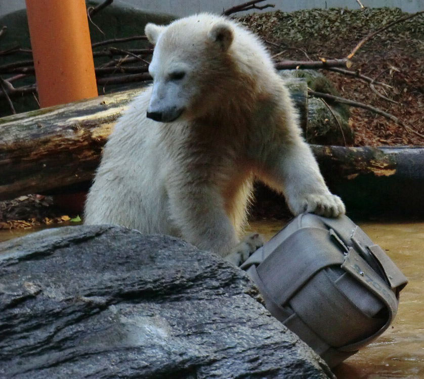 Eisbärmädchen ANORI am 7. Juli 2012 im Zoo Wuppertal