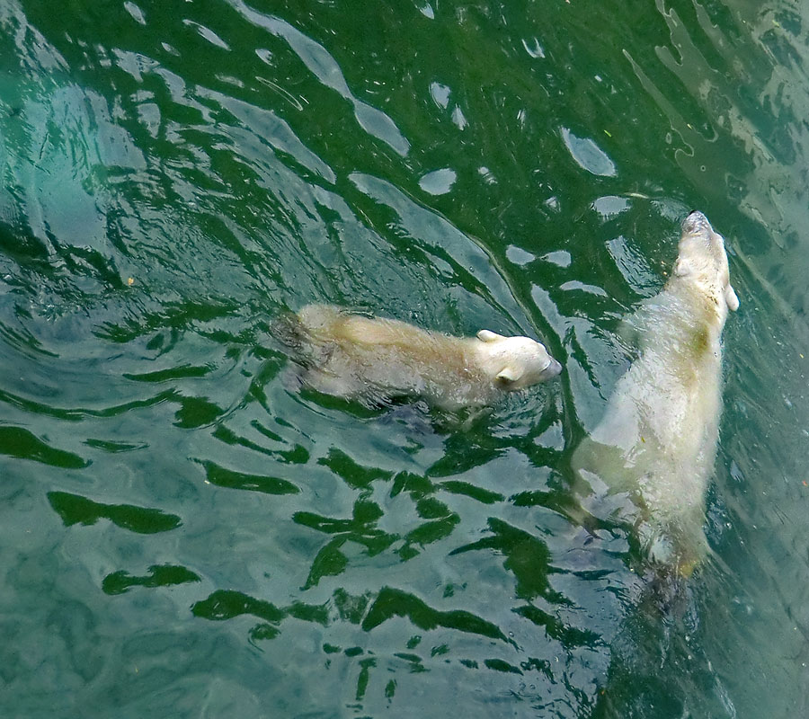 Eisbärmädchen ANORI und Eisbärin VILMA am 7. Juli 2012 im Zoo Wuppertal