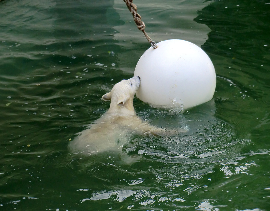 Eisbärmädchen ANORI am 7. Juli 2012 im Zoologischen Garten Wuppertal