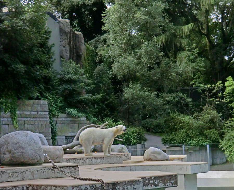 Eisbärin VILMA am 7. Juli 2012 im Zoologischen Garten Wuppertal