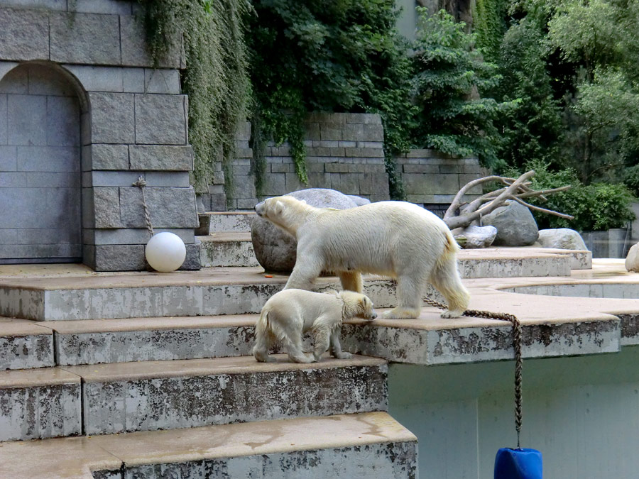 Eisbärmädchen ANORI und Eisbärin VILMA am 7. Juli 2012 im Zoologischen Garten Wuppertal