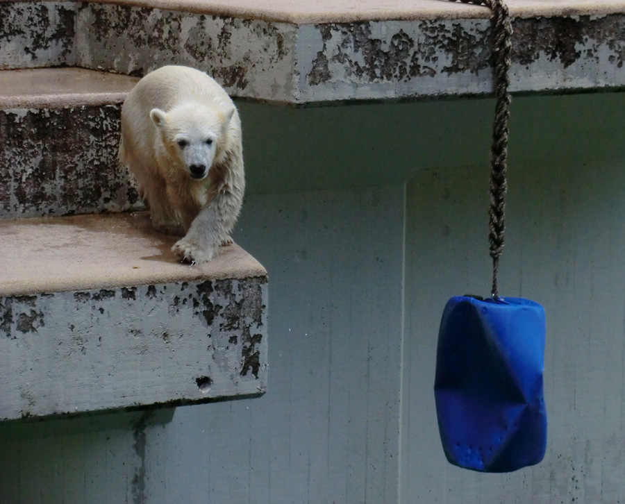 Eisbärmädchen ANORI am 7. Juli 2012 im Wuppertaler Zoo