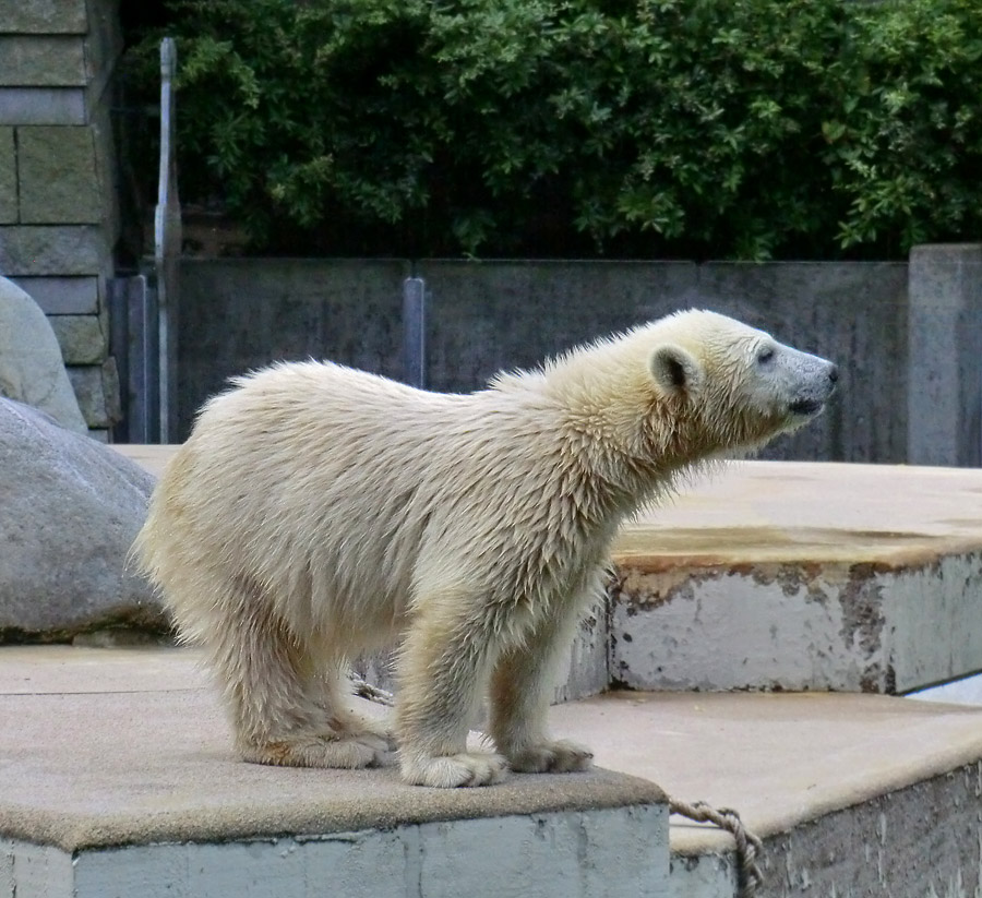 Eisbärmädchen ANORI am 7. Juli 2012 im Zoo Wuppertal