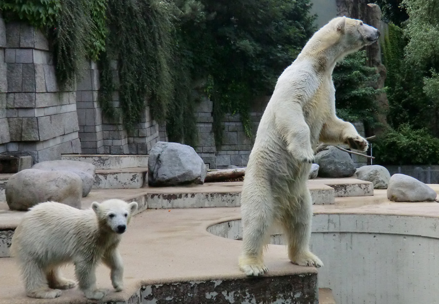 Eisbärmädchen ANORI und Eisbärin VILMA am 7. Juli 2012 im Wuppertaler Zoo