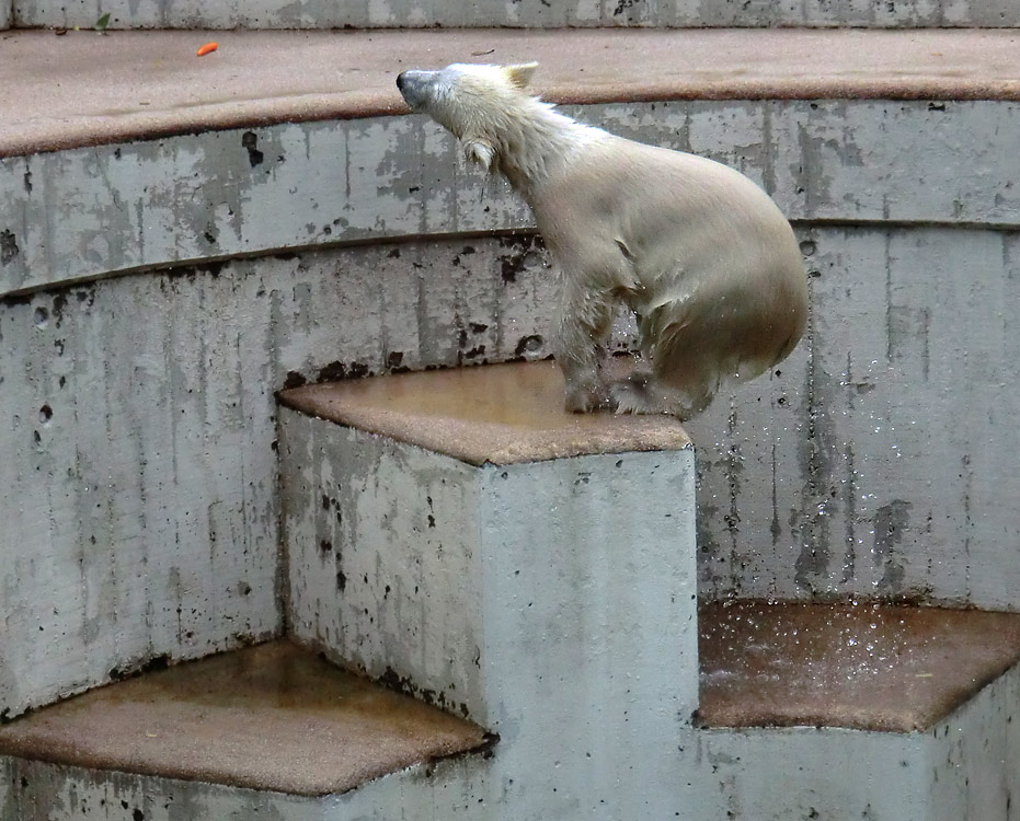 Eisbärmädchen ANORI am 7. Juli 2012 im Wuppertaler Zoo