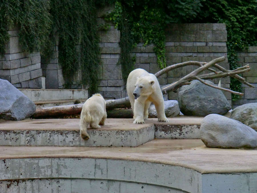 Eisbärmädchen ANORI und Eisbärin VILMA am 7. Juli 2012 im Wuppertaler Zoo