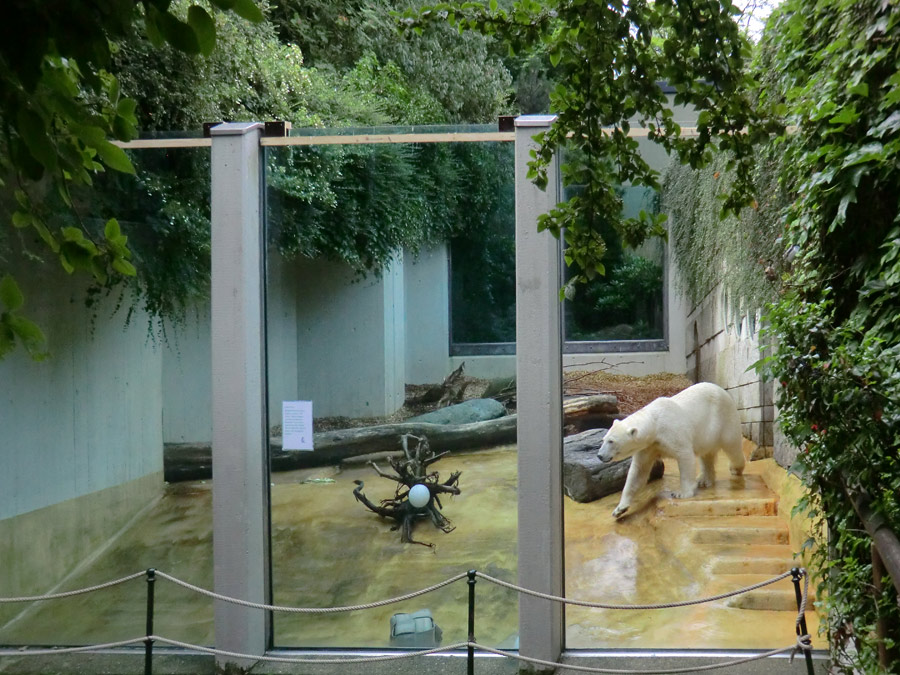 Eisbärin VILMA am 7. Juli 2012 im Zoo Wuppertal