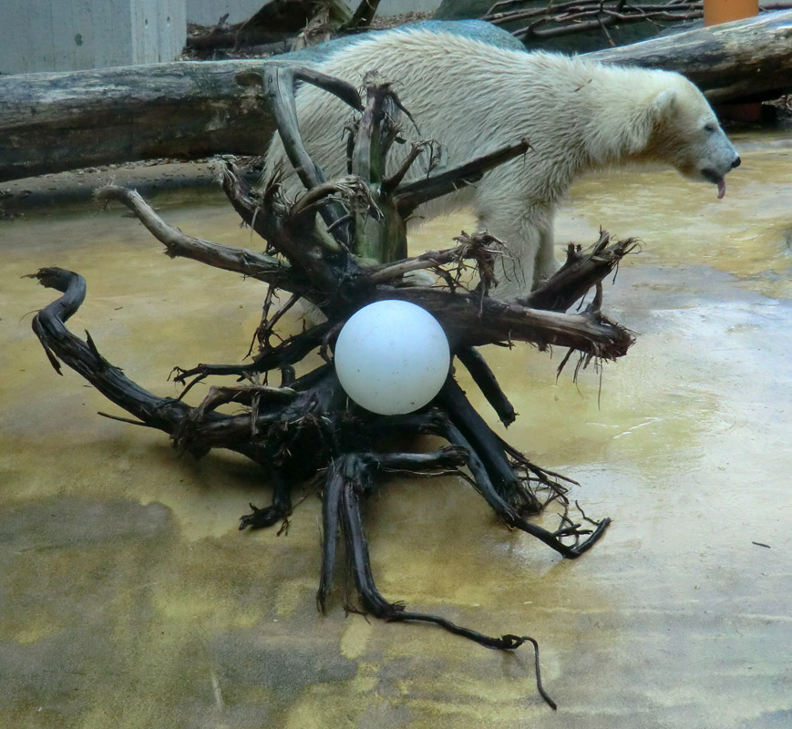 Eisbärmädchen ANORI am 7. Juli 2012 im Wuppertaler Zoo