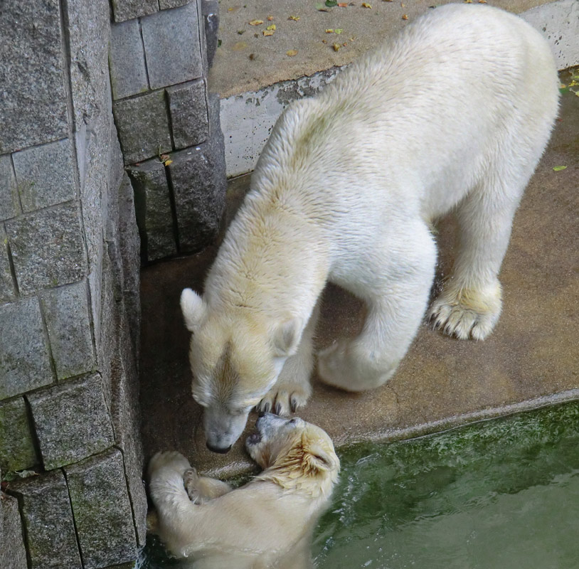 Eisbärmädchen ANORI und Eisbärin VILMA am 7. Juli 2012 im Zoo Wuppertal