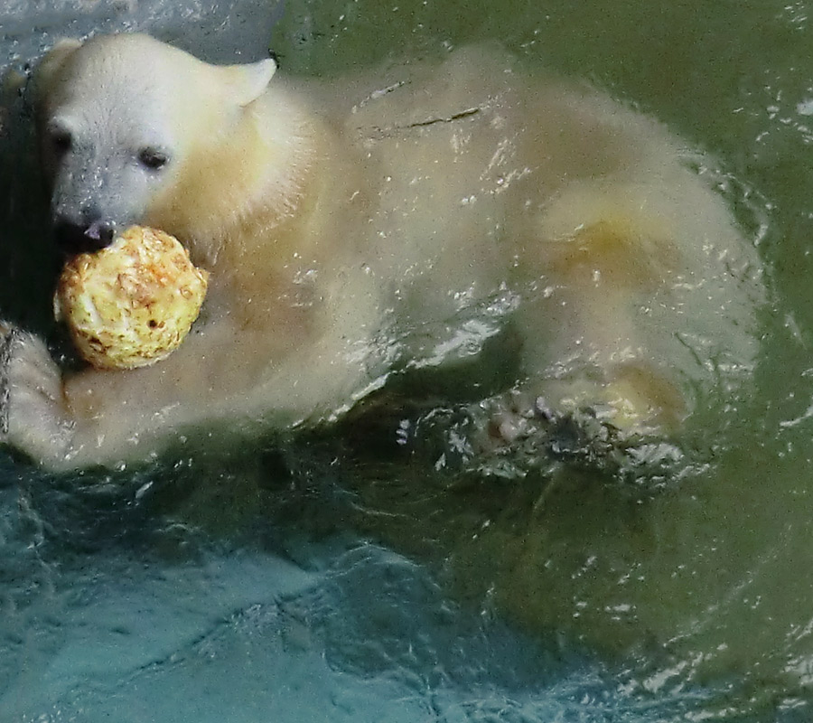 Eisbärmädchen ANORI am 7. Juli 2012 im Zoologischen Garten Wuppertal