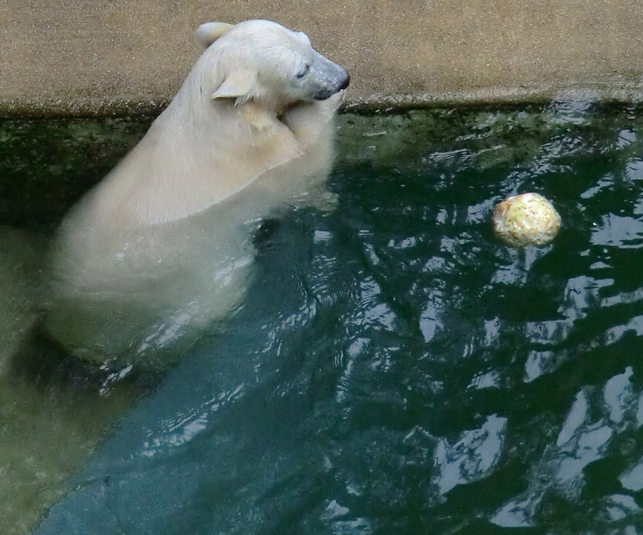 Eisbärmädchen ANORI am 7. Juli 2012 im Zoologischen Garten Wuppertal