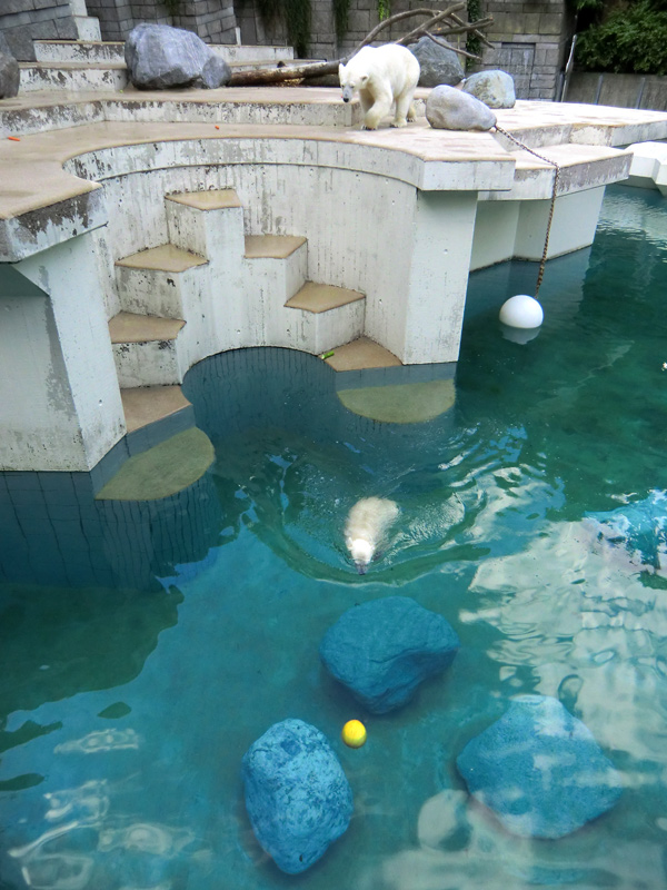 Eisbärin Vilma und Eisbärjungtier ANORI am 21. Juli 2012 im Zoologischen Garten Wuppertal