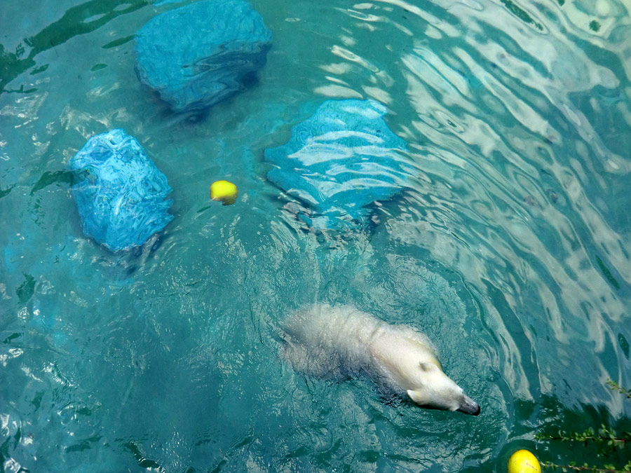 Eisbärjungtier ANORI am 21. Juli 2012 im Zoologischen Garten Wuppertal