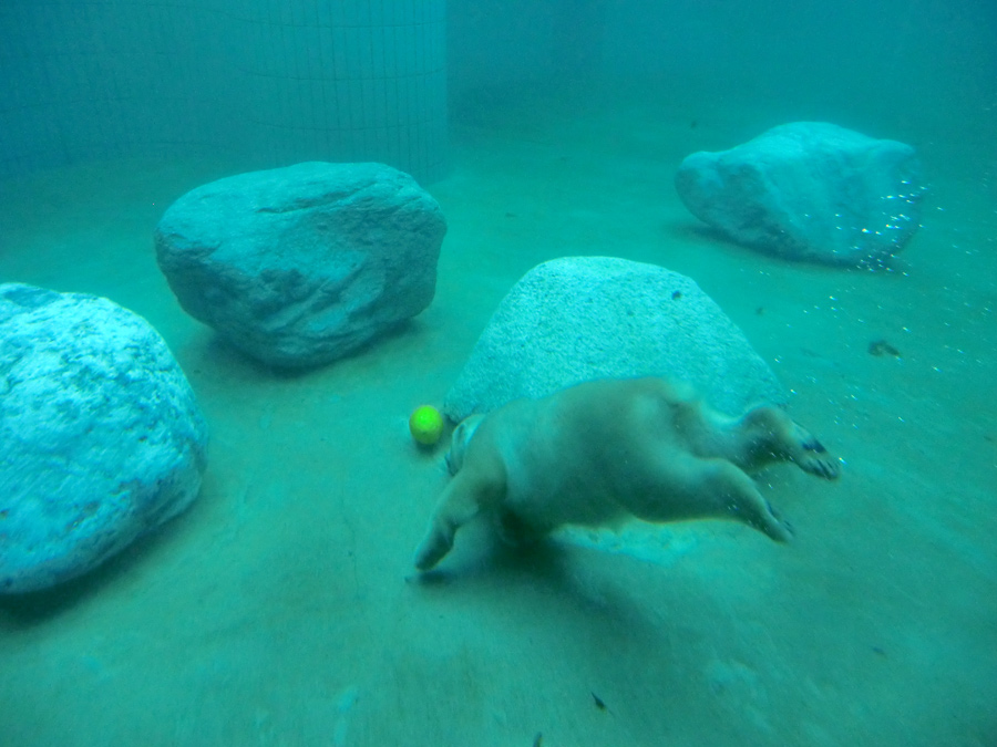 Eisbärjungtier ANORI am 21. Juli 2012 im Wuppertaler Zoo