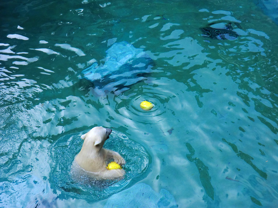 Eisbärjungtier ANORI am 21. Juli 2012 im Zoologischen Garten Wuppertal