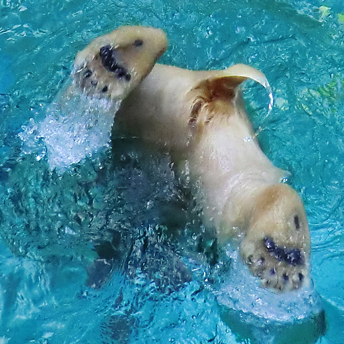 Eisbärjungtier ANORI am 21. Juli 2012 im Wuppertaler Zoo