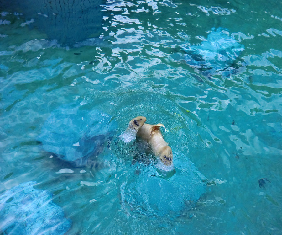 Eisbärjungtier ANORI am 21. Juli 2012 im Zoologischen Garten Wuppertal