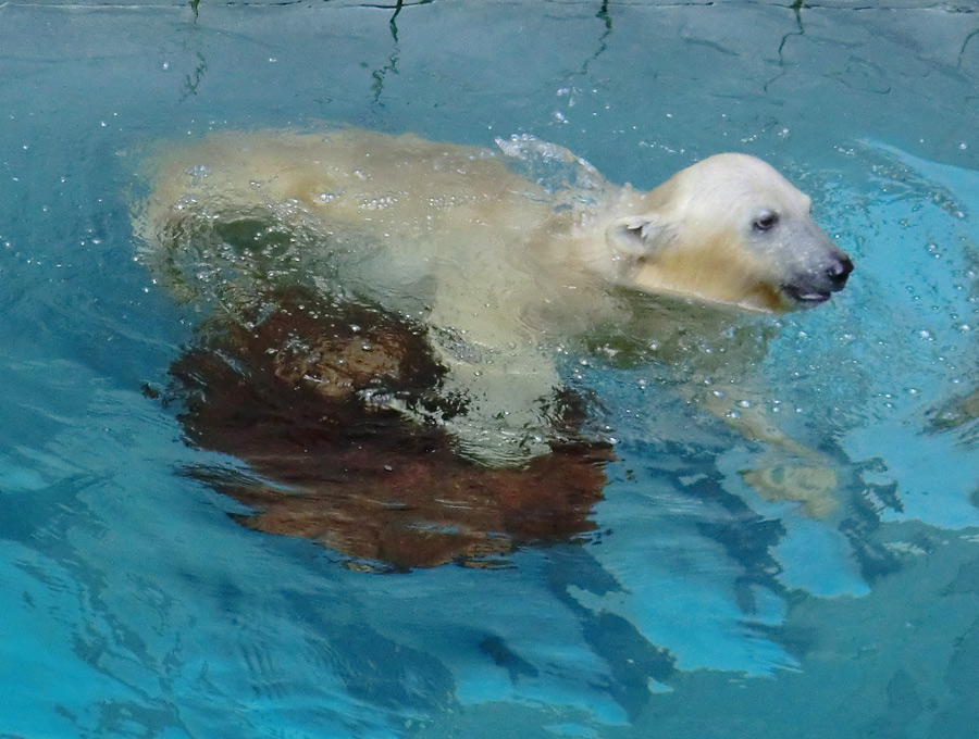 Eisbärjungtier ANORI am 21. Juli 2012 im Wuppertaler Zoo