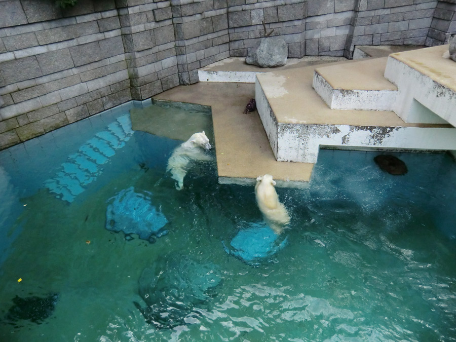 Eisbärin Vilma und Eisbärjungtier ANORI am 21. Juli 2012 im Wuppertaler Zoo