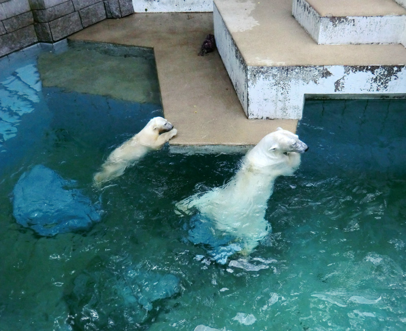 Eisbärjungtier ANORI und Eisbärin VILMA am 21. Juli 2012 im Zoologischen Garten Wuppertal