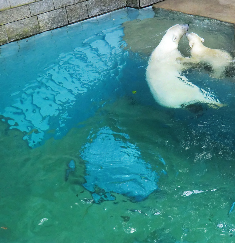 Eisbärin Vilma und Eisbärjungtier ANORI am 21. Juli 2012 im Wuppertaler Zoo
