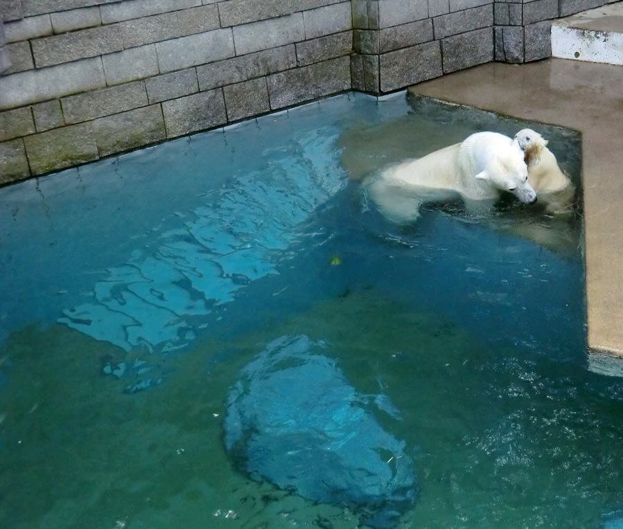 Eisbärin Vilma und Eisbärjungtier ANORI am 21. Juli 2012 im Zoo Wuppertal