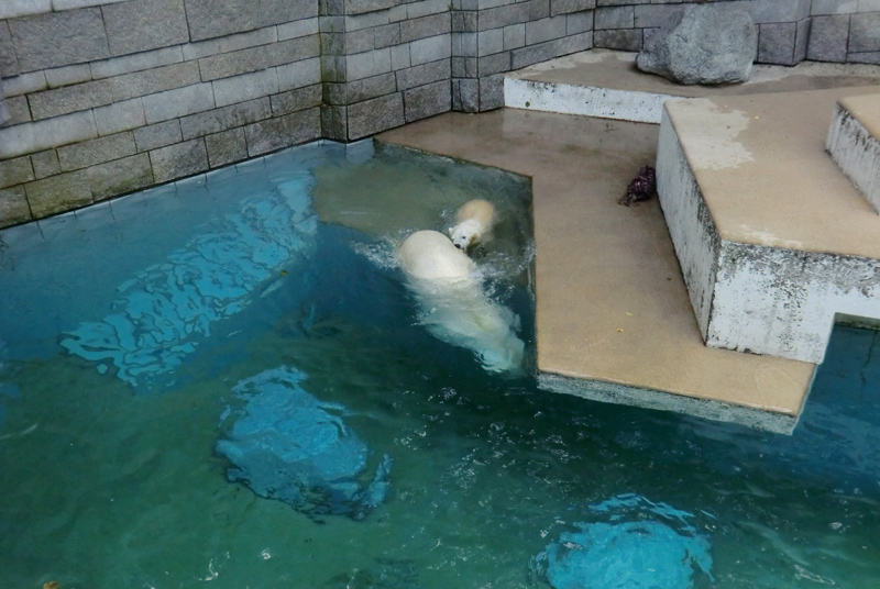 Eisbärin Vilma und Eisbärjungtier ANORI am 21. Juli 2012 im Zoologischen Garten Wuppertal