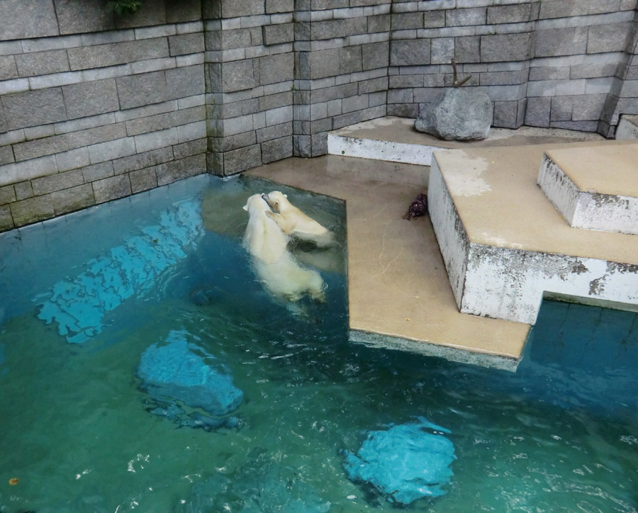 Eisbärin Vilma und Eisbärjungtier ANORI am 21. Juli 2012 im Wuppertaler Zoo