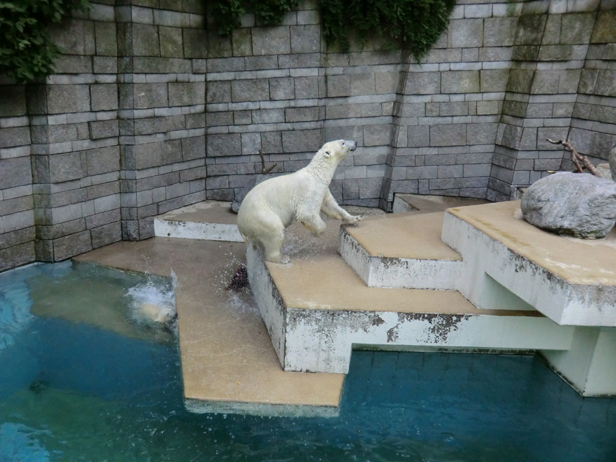 Eisbärjungtier ANORI und Eisbärin VILMA am 21. Juli 2012 im Zoo Wuppertal