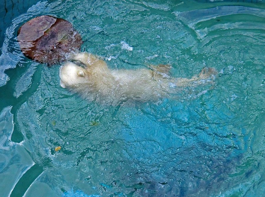 Eisbärjungtier ANORI am 21. Juli 2012 im Zoo Wuppertal