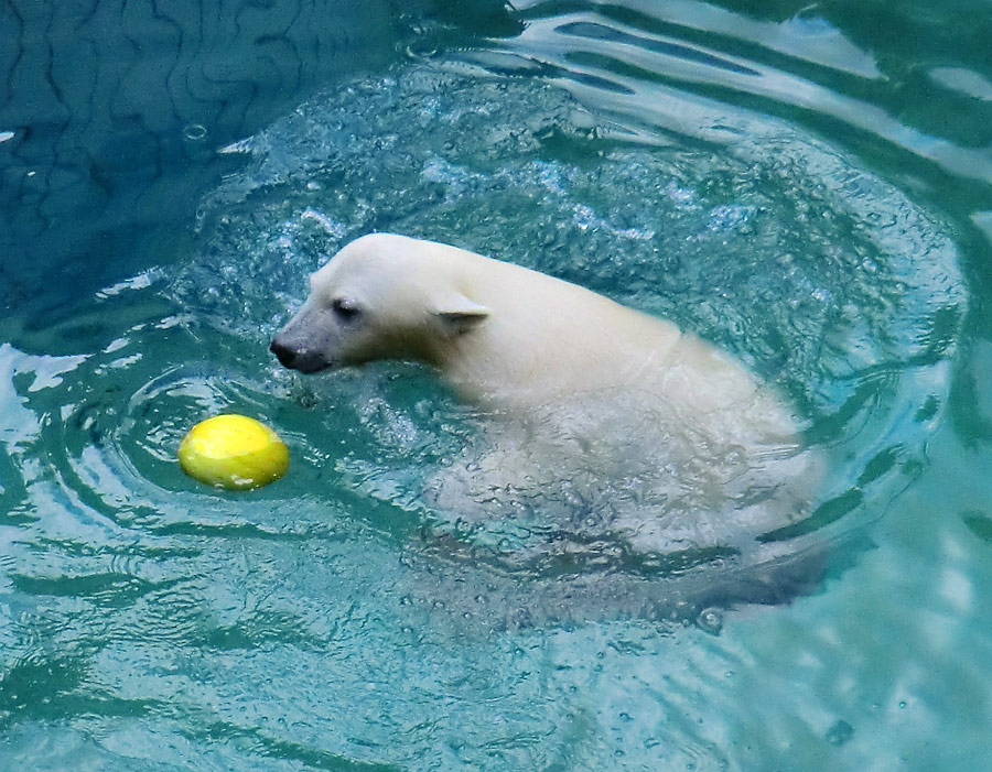 Eisbärjungtier ANORI am 21. Juli 2012 im Zoologischen Garten Wuppertal