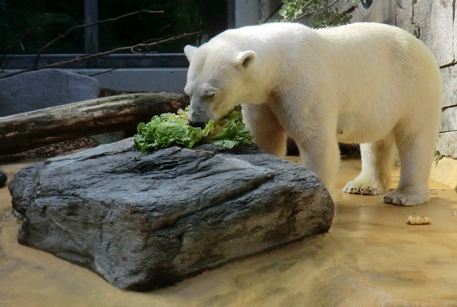 Eisbärin VILMA am 21. Juli 2012 im Zoo Wuppertal