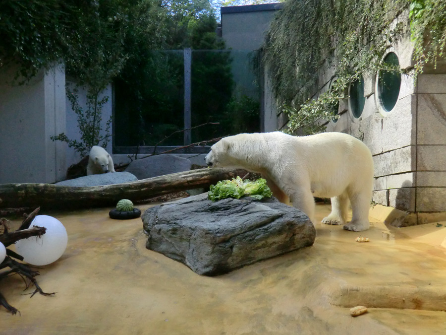 Eisbärjungtier Anori und Eisbärin VILMA am 21. Juli 2012 im Zoologischen Garten Wuppertal