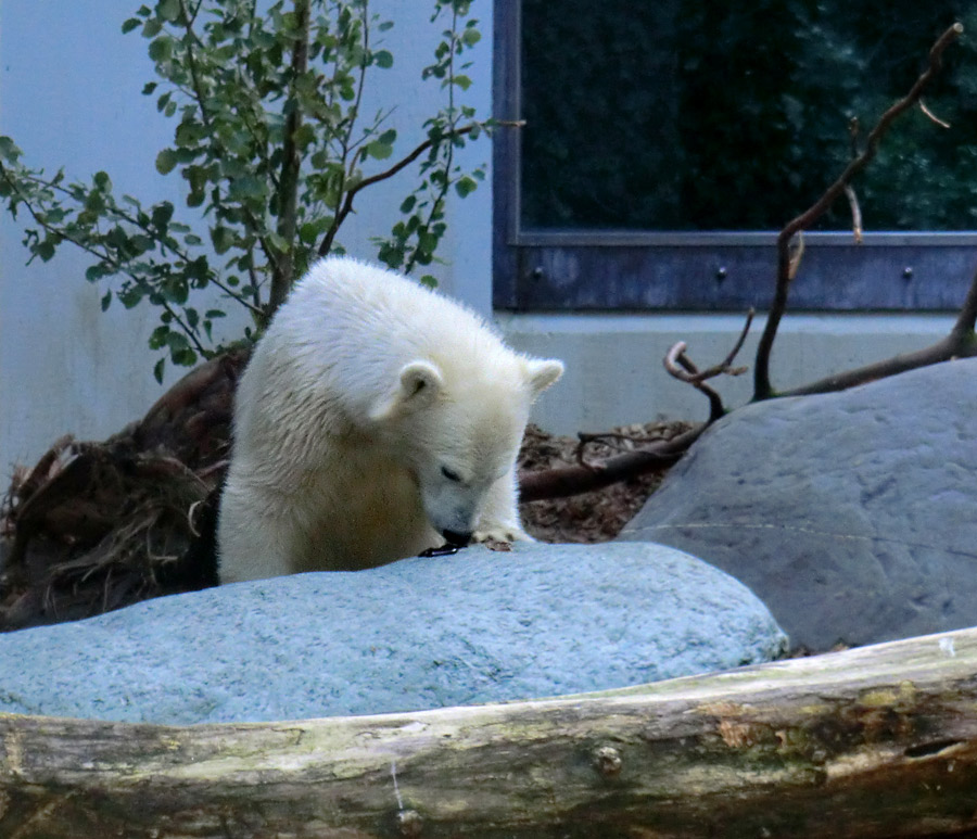 Eisbärjungtier ANORI am 21. Juli 2012 im Wuppertaler Zoo