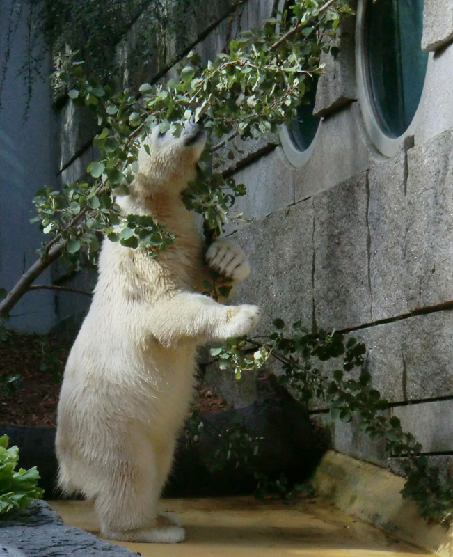 Eisbärjungtier ANORI am 21. Juli 2012 im Zoologischen Garten Wuppertal