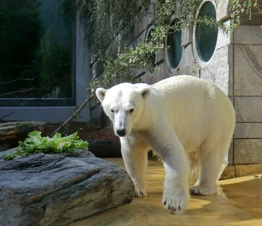 Eisbärin VILMA am 21. Juli 2012 im Wuppertaler Zoo