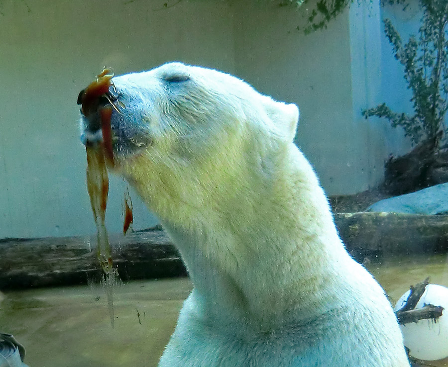 Eisbärin VILMA am 21. Juli 2012 im Zoologischen Garten Wuppertal