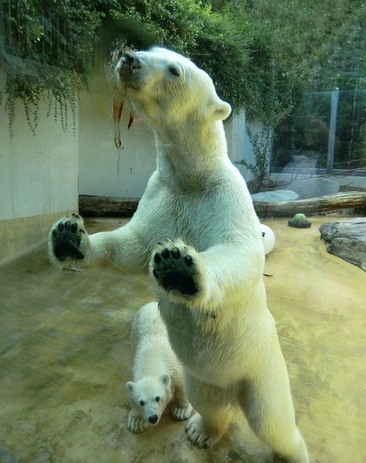 Eisbärjungtier Anori und Eisbärin VILMA am 21. Juli 2012 im Wuppertaler Zoo