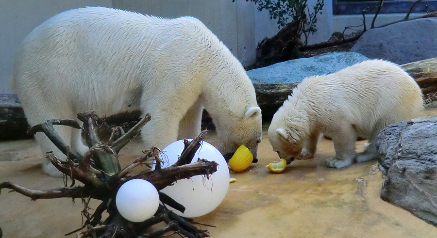 Eisbärin VILMA und Eisbärjungtier ANORI am 21. Juli 2012 im Zoologischen Garten Wuppertal