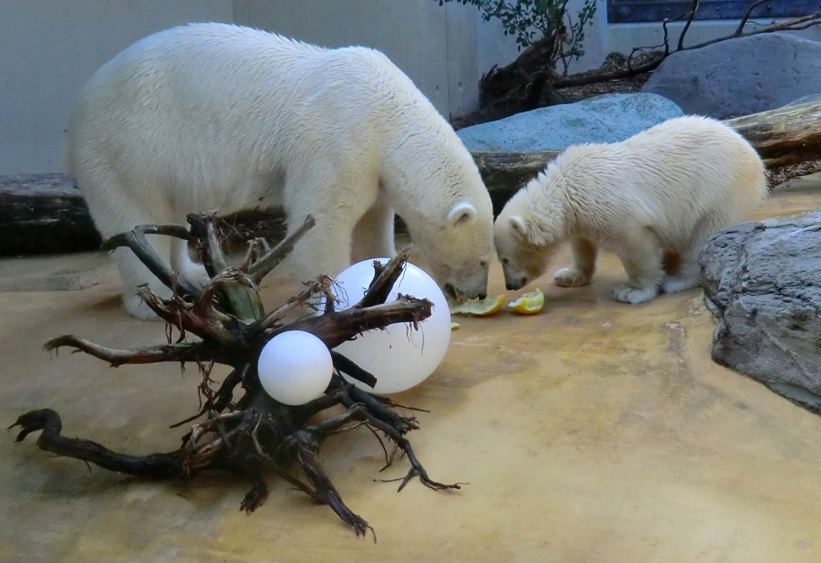 Eisbärin VILMA und Eisbärjungtier ANORI am 21. Juli 2012 im Wuppertaler Zoo