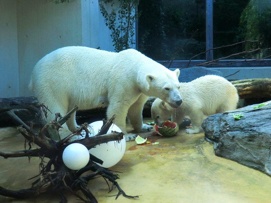 Eisbärin VILMA und Eisbärjungtier ANORI am 21. Juli 2012 im Zoologischen Garten Wuppertal