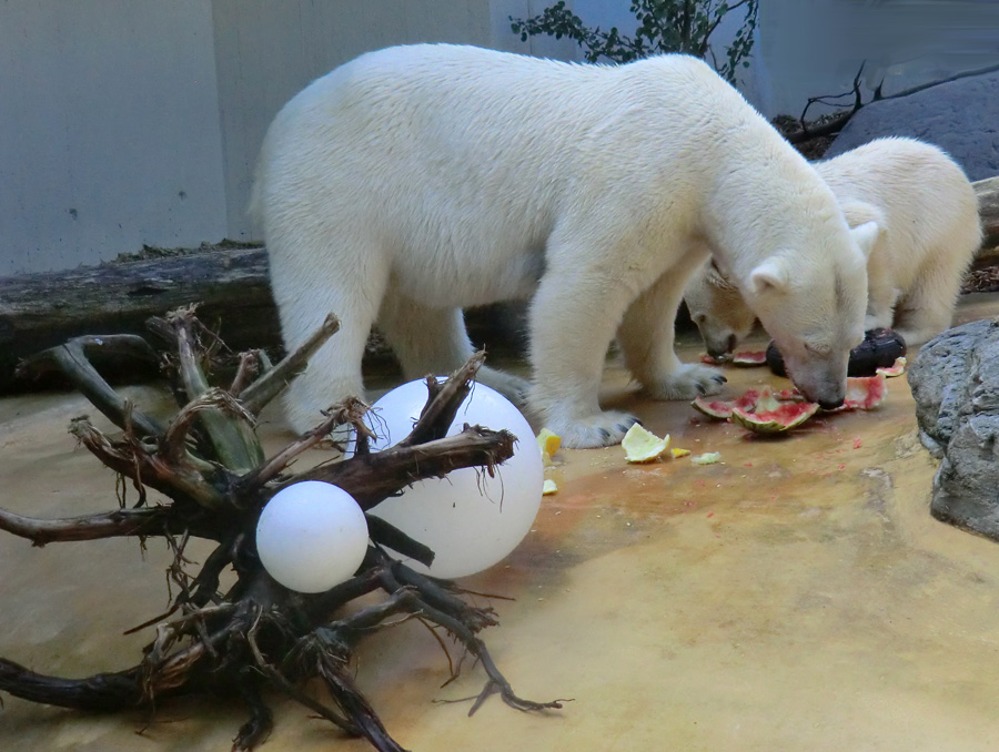 Eisbärin VILMA und Eisbärjungtier ANORI am 21. Juli 2012 im Zoo Wuppertal