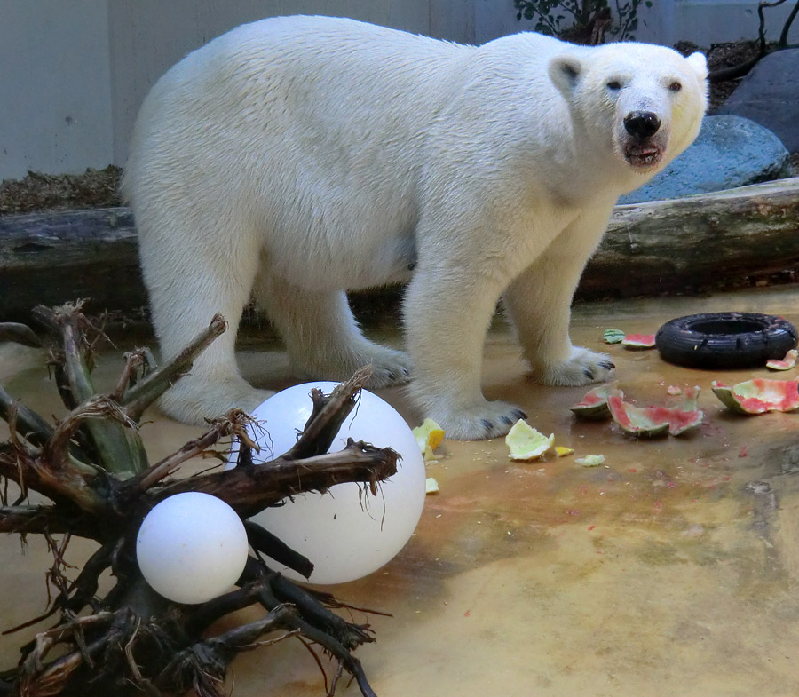 Eisbärin VILMA am 21. Juli 2012 im Wuppertaler Zoo