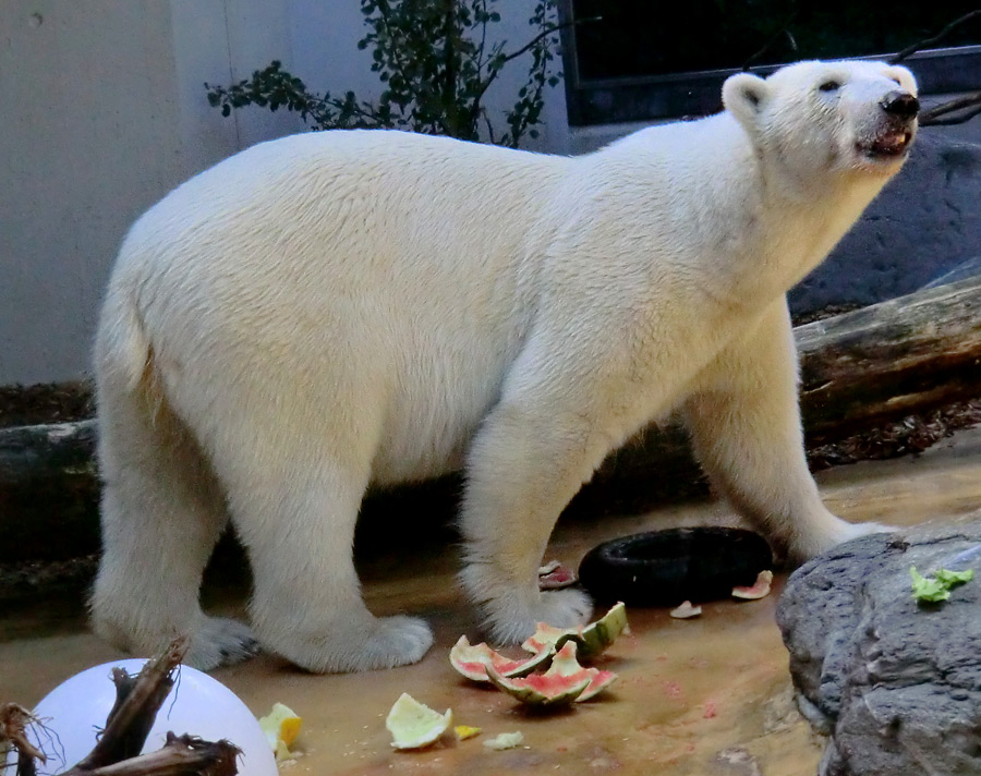 Eisbärin VILMA am 21. Juli 2012 im Zoo Wuppertal