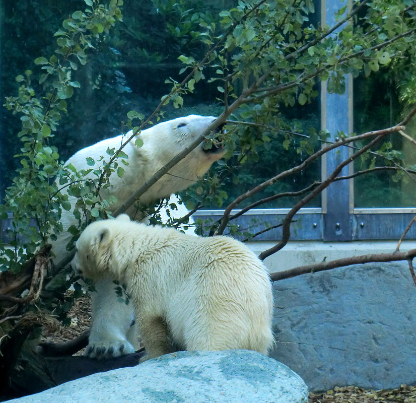 Eisbärjungtier Anori und Eisbärin VILMA am 21. Juli 2012 im Zoologischen Garten Wuppertal
